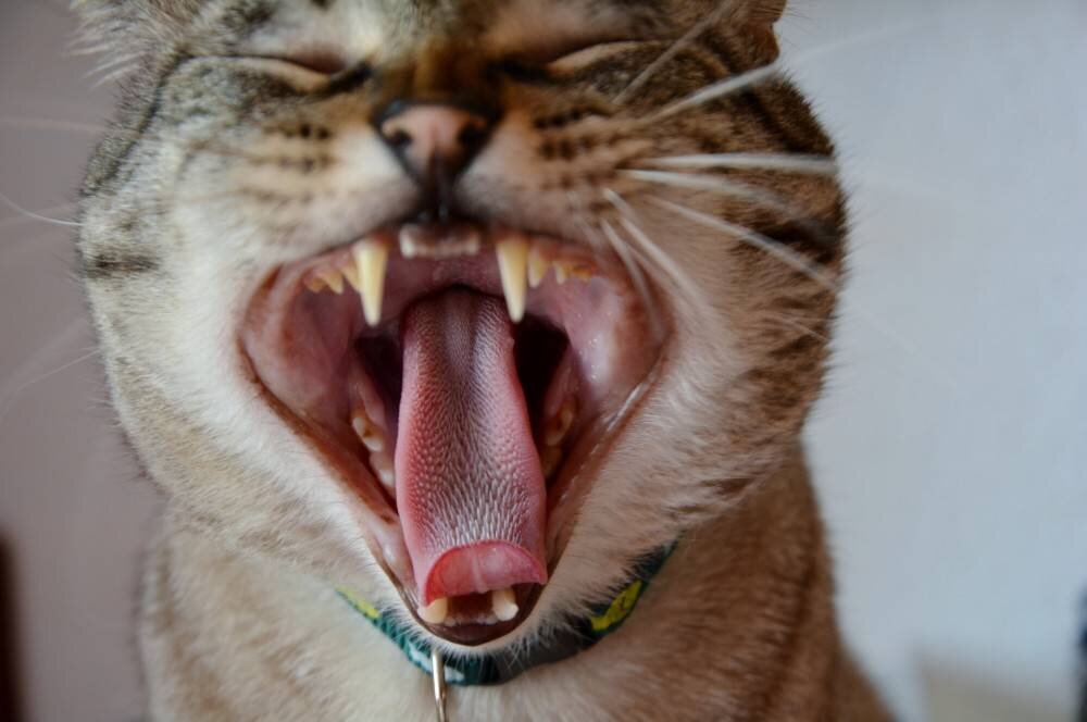 
Котята рождаются беззубыми. После 4 месяцев у кошки происходит смена молочных зубов. К 8 месяцам на замену молочным у кота вырастает 30 зубов. Недостаточное количество зубов передается по наследству.-2