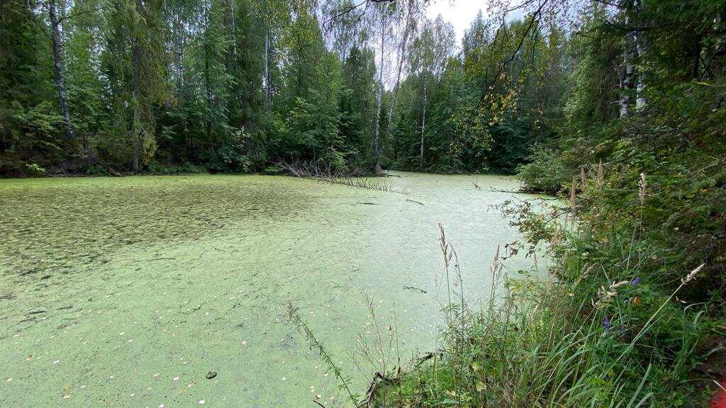 Фото сделано в начале строительства,пруд зарос за лето