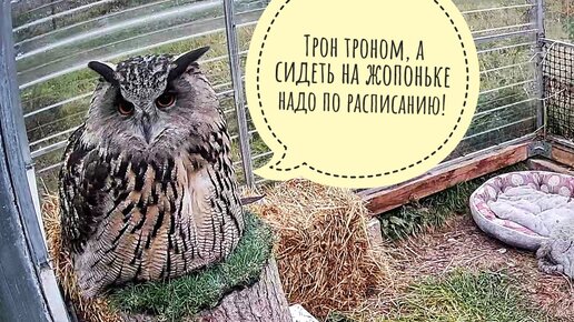 Сова филин Ёль оценивает свой новый трон из соломы. Что это такое жмякательное и расчепушительное?