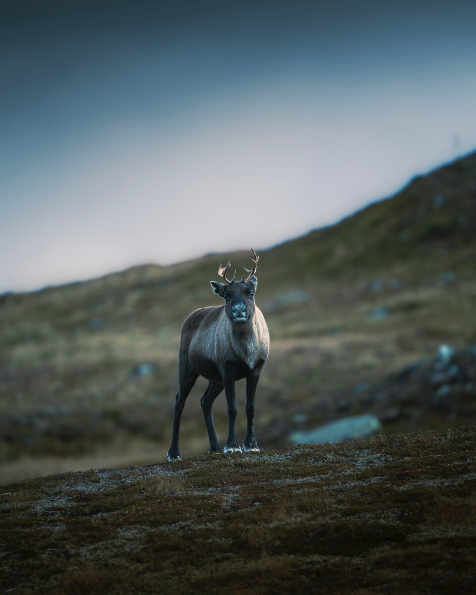 ⛰️🦌