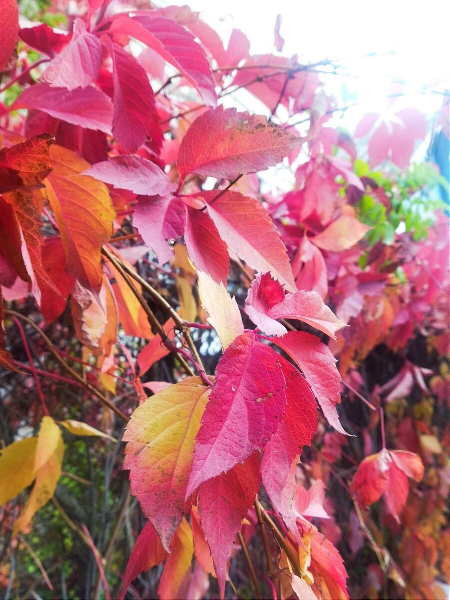 Среди красно-желтой листвы винограда есть и зелененький островок молоденьких листочков. Красиво!