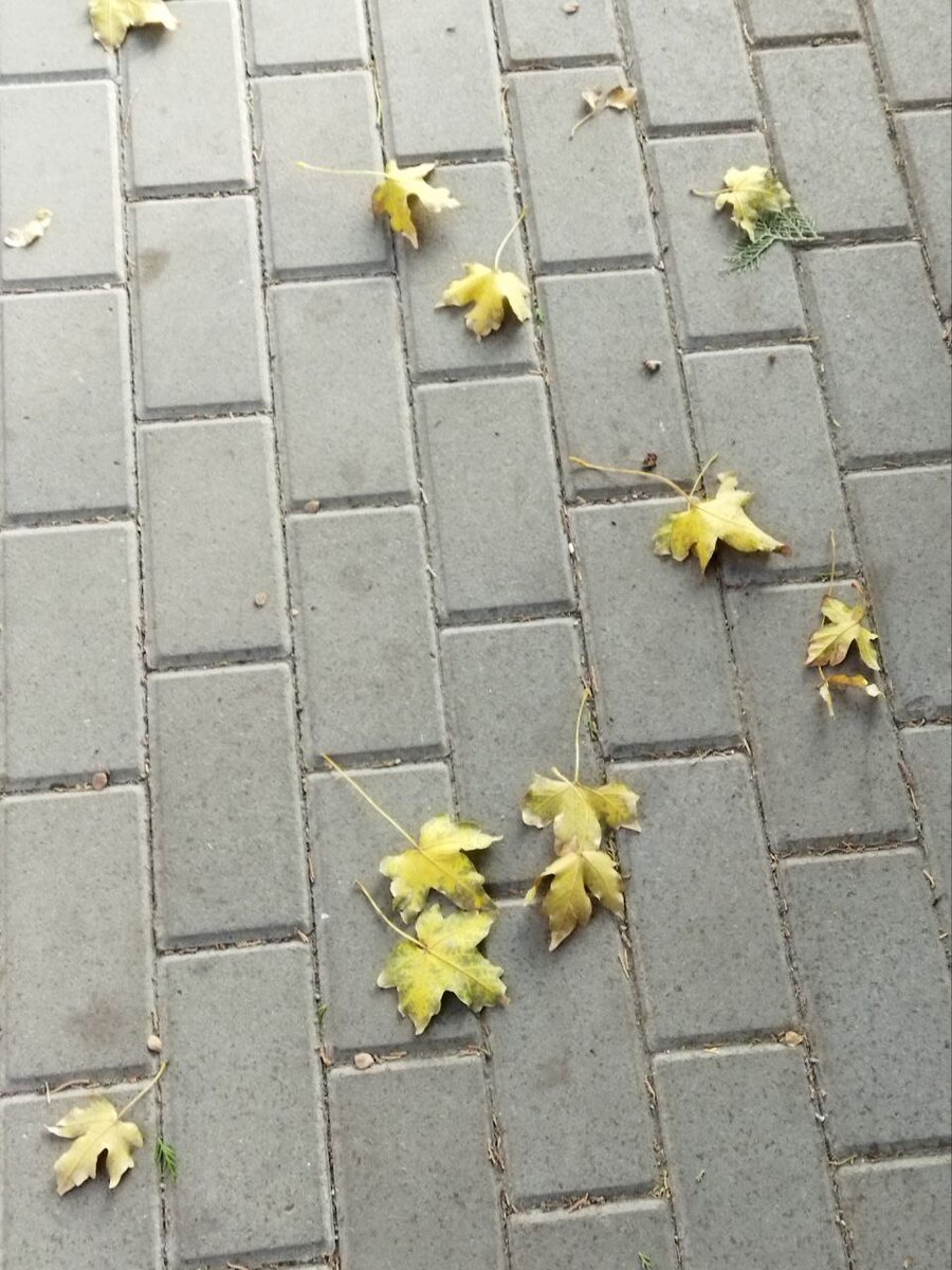 Вот такие резные листья не везде увидишь. Но вид у них малопривлекательный: жухлые и цветом явно не вышли (((