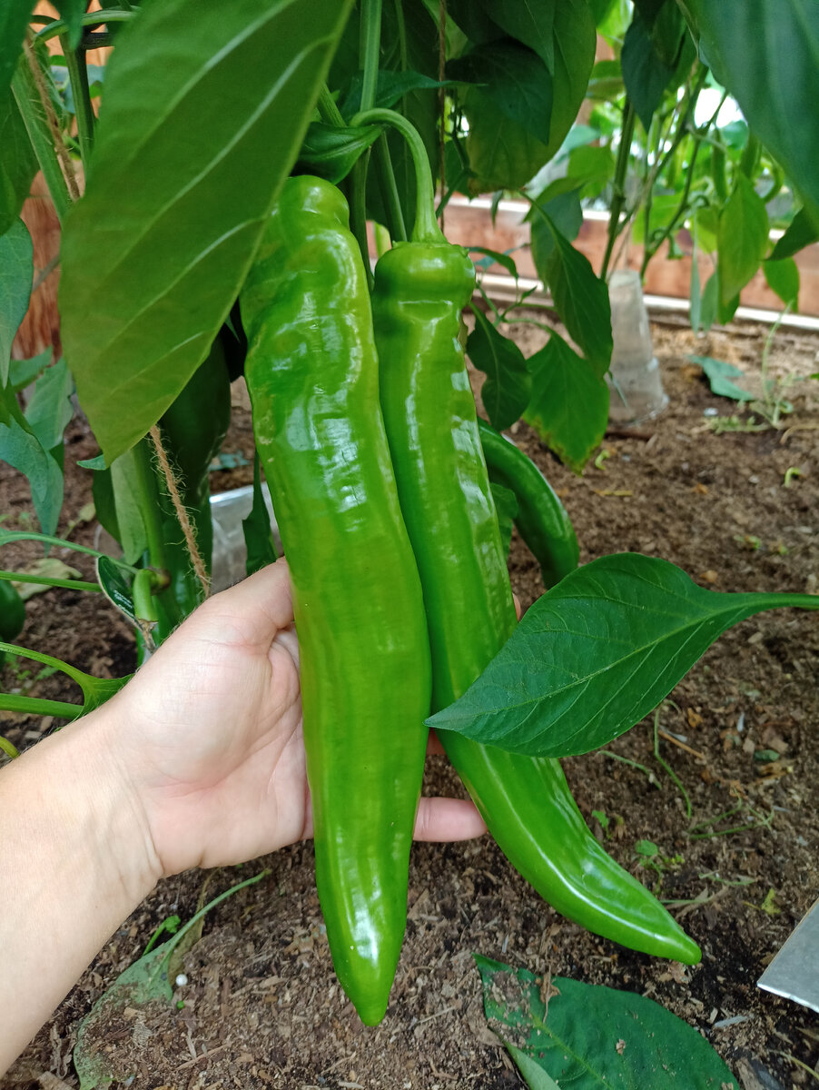 Маркони красный