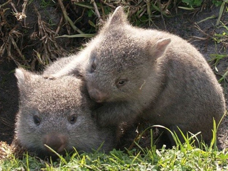 Wombat перевод. Австралийский вомбат. Животные Австралии вомбат. Северный длинношерстный вомбат. Эндемики Австралии вомбат.
