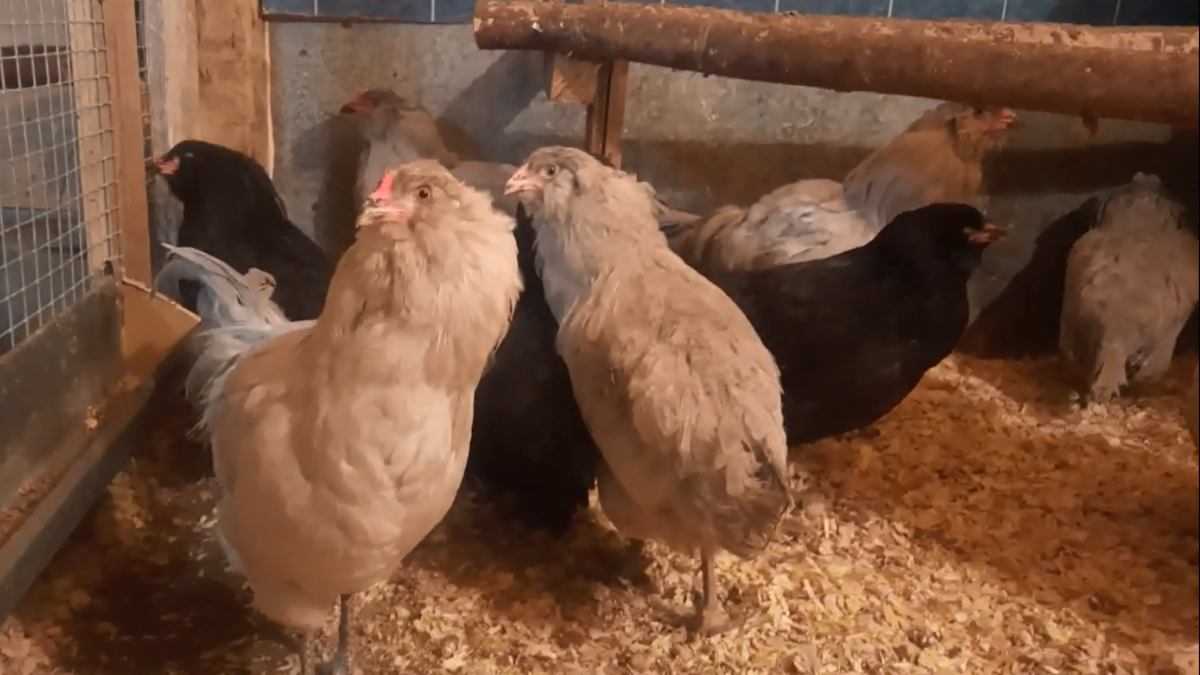 Куры молодки породы амераукана