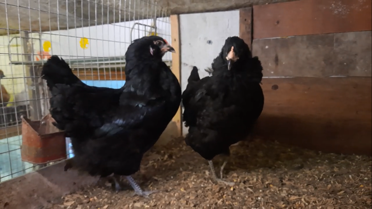 Первый эксперимент по скрещиванию, помесь доминанта и породы амераукана