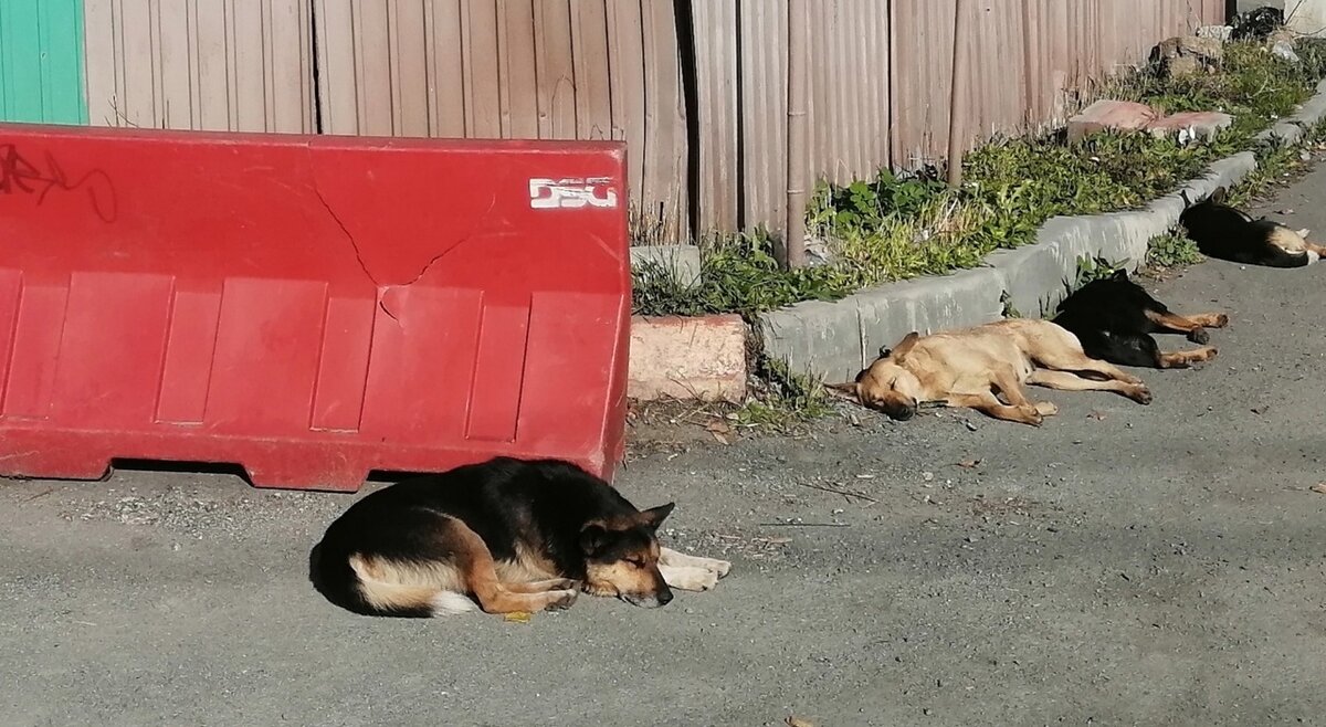 Фото: Царьград