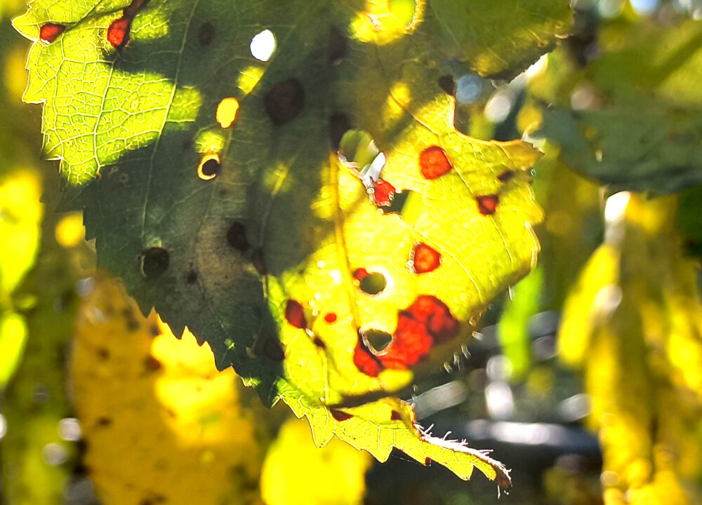 Абстракция осени как тест Роршаха 