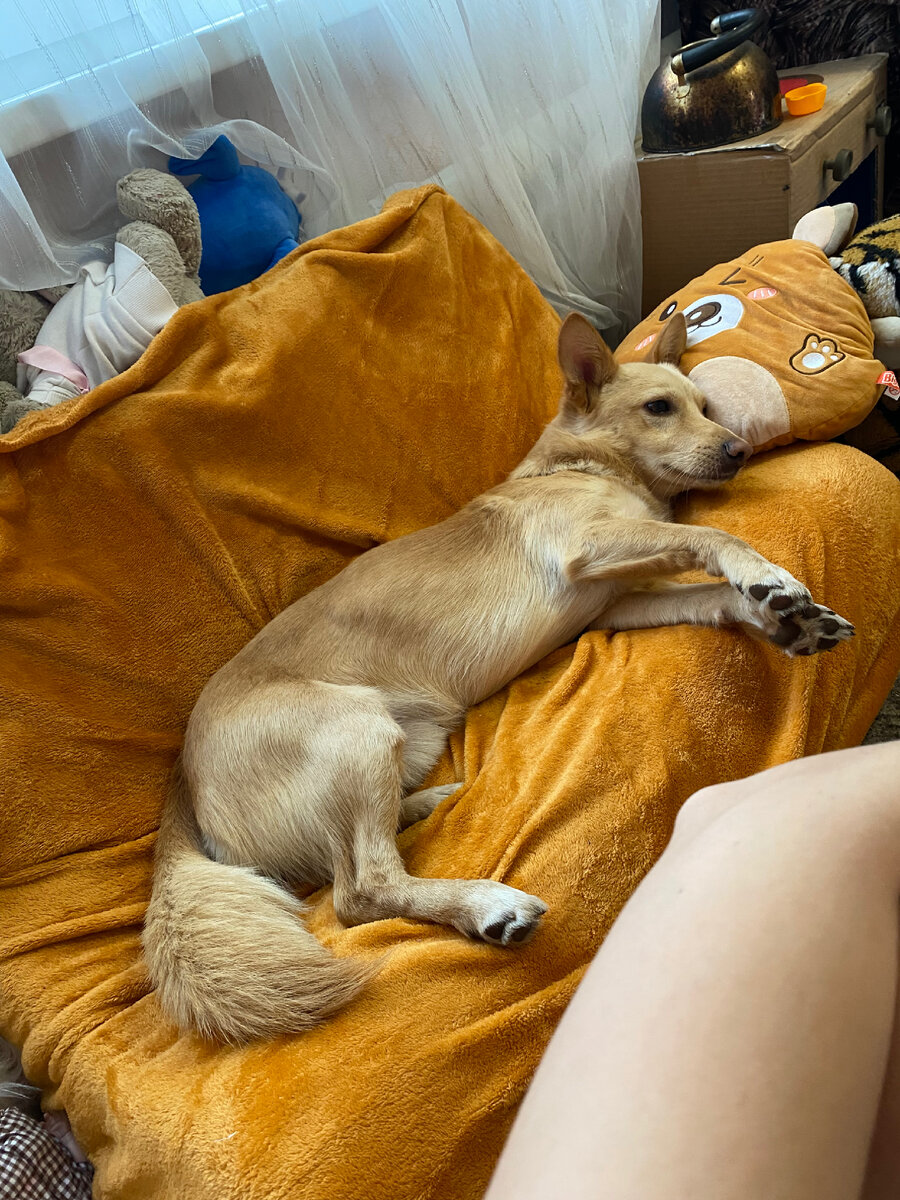 Первый год жизни собаки в доме самый сложный | Джек Джекич🐕 | Дзен