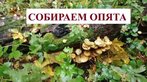 Вперёд, ЗА ОПЯТАМИ