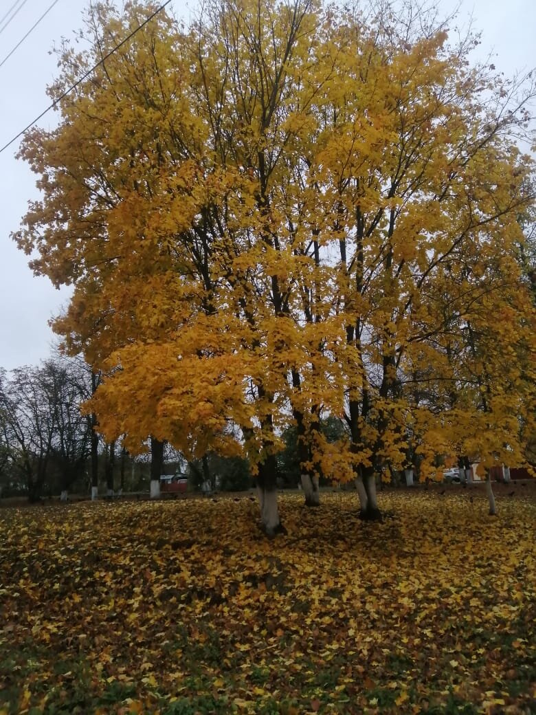 Фото прислала моя тётя, Лорик, спасибо🥰