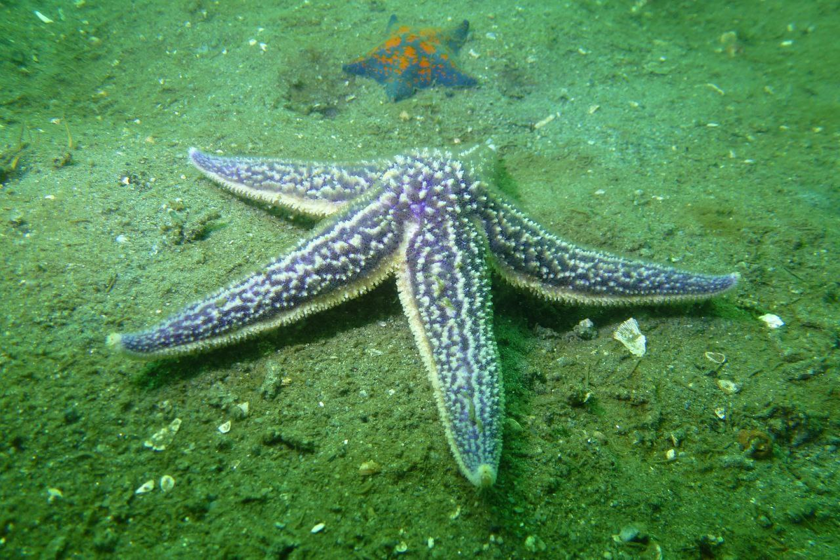 Asterias amurensis