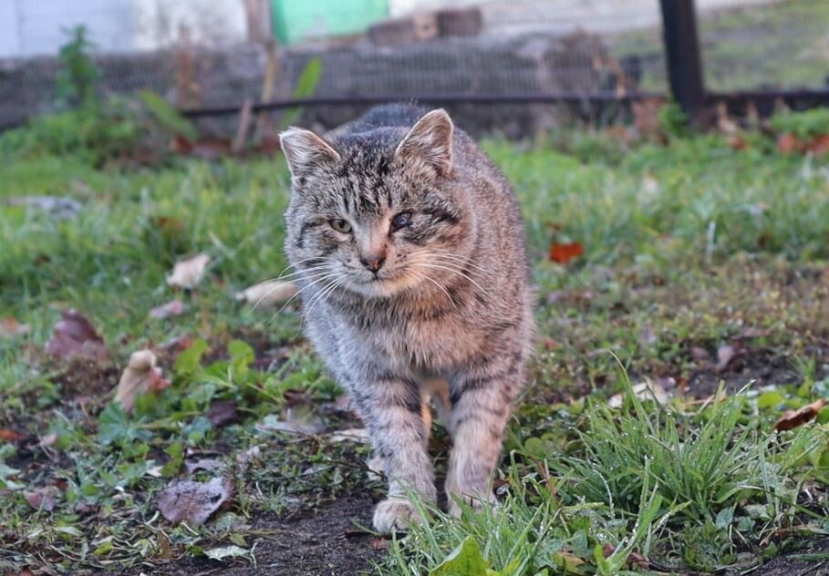 Соседский кот.