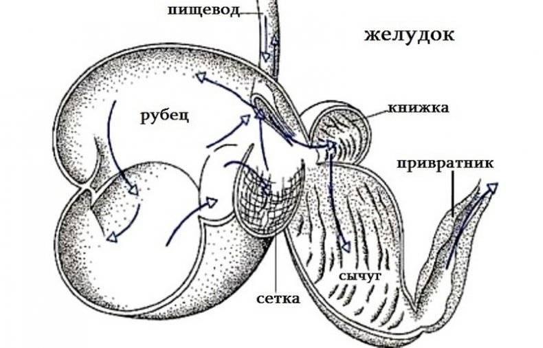 Желудок коровы рубец. Строение желудка крупного рогатого скота. Строение многокамерного желудка жвачных. Строение многокамерного желудка коровы. Многокамерный желудок жвачных схема.