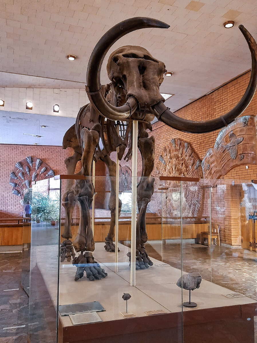 Мамонт, анфас