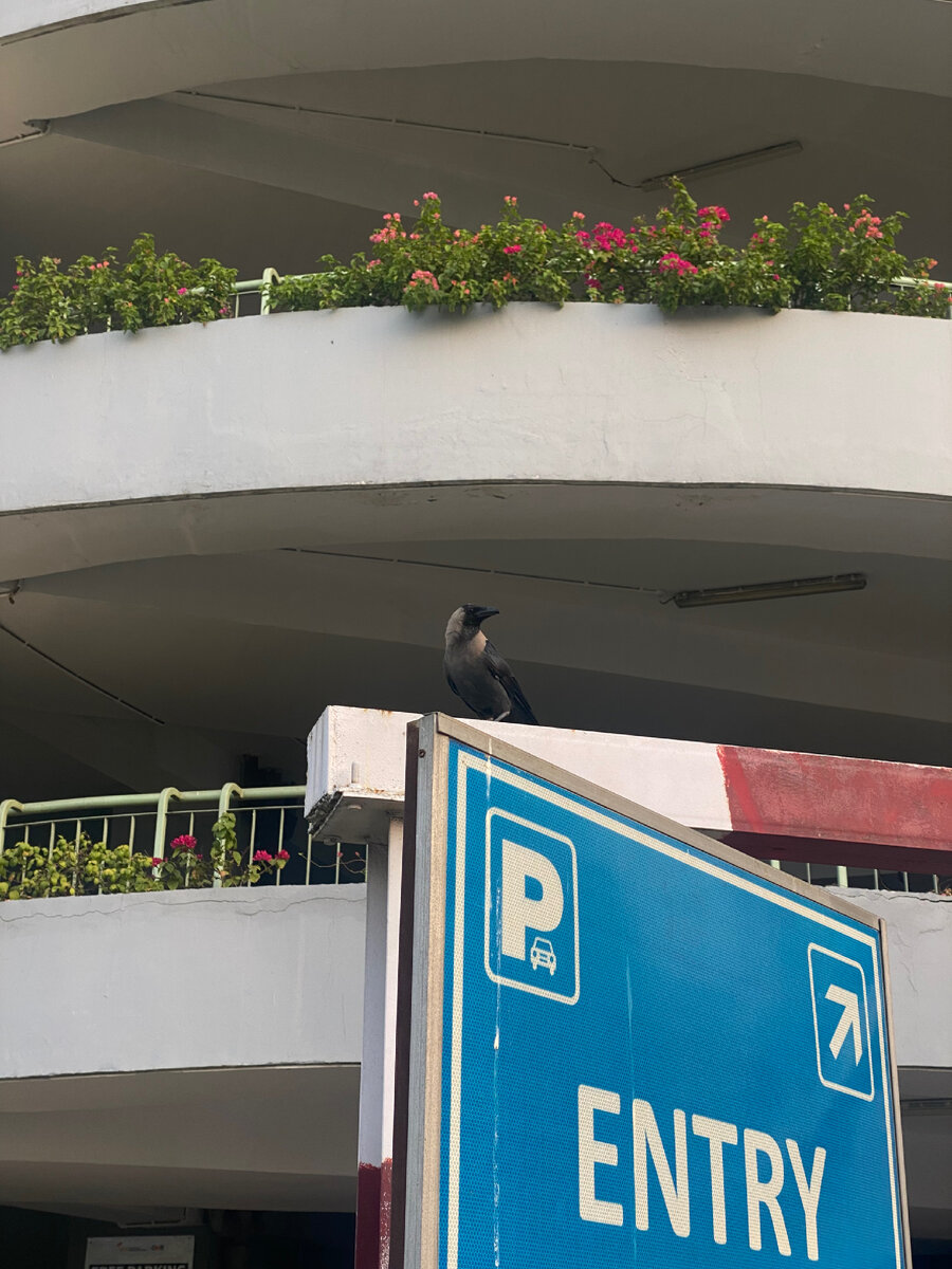 Дели. Ворона накакала на знак