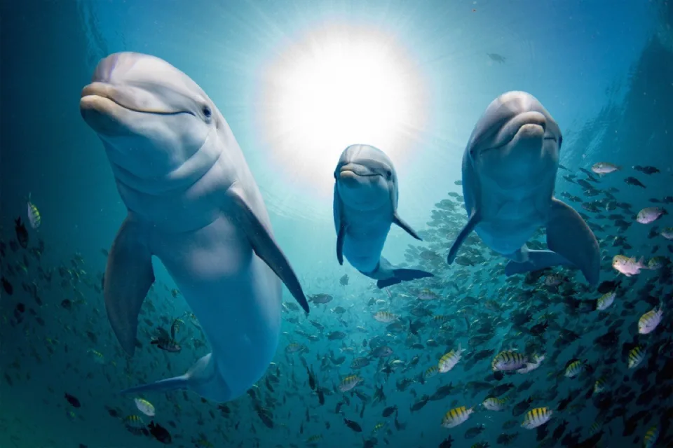 Дельфины – удивительные существа, которые уже много лет привлекают внимание людей своей необычностью и интеллектом. В этом тексте мы рассмотрим несколько интересных фактов о дельфинах.-2