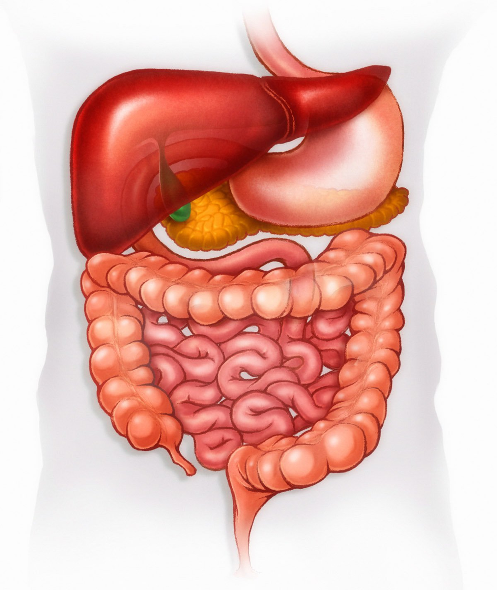 Желудок кишечник и пищеварительные железы