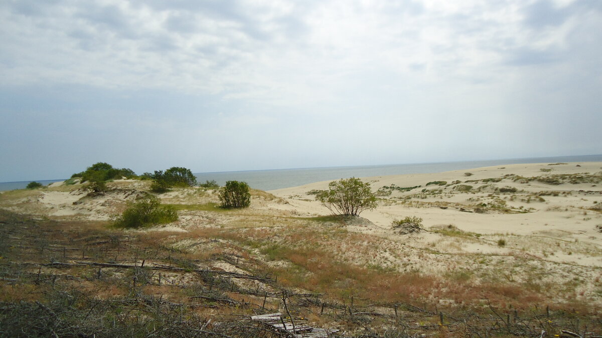 На Куршской Косе. Фото автора