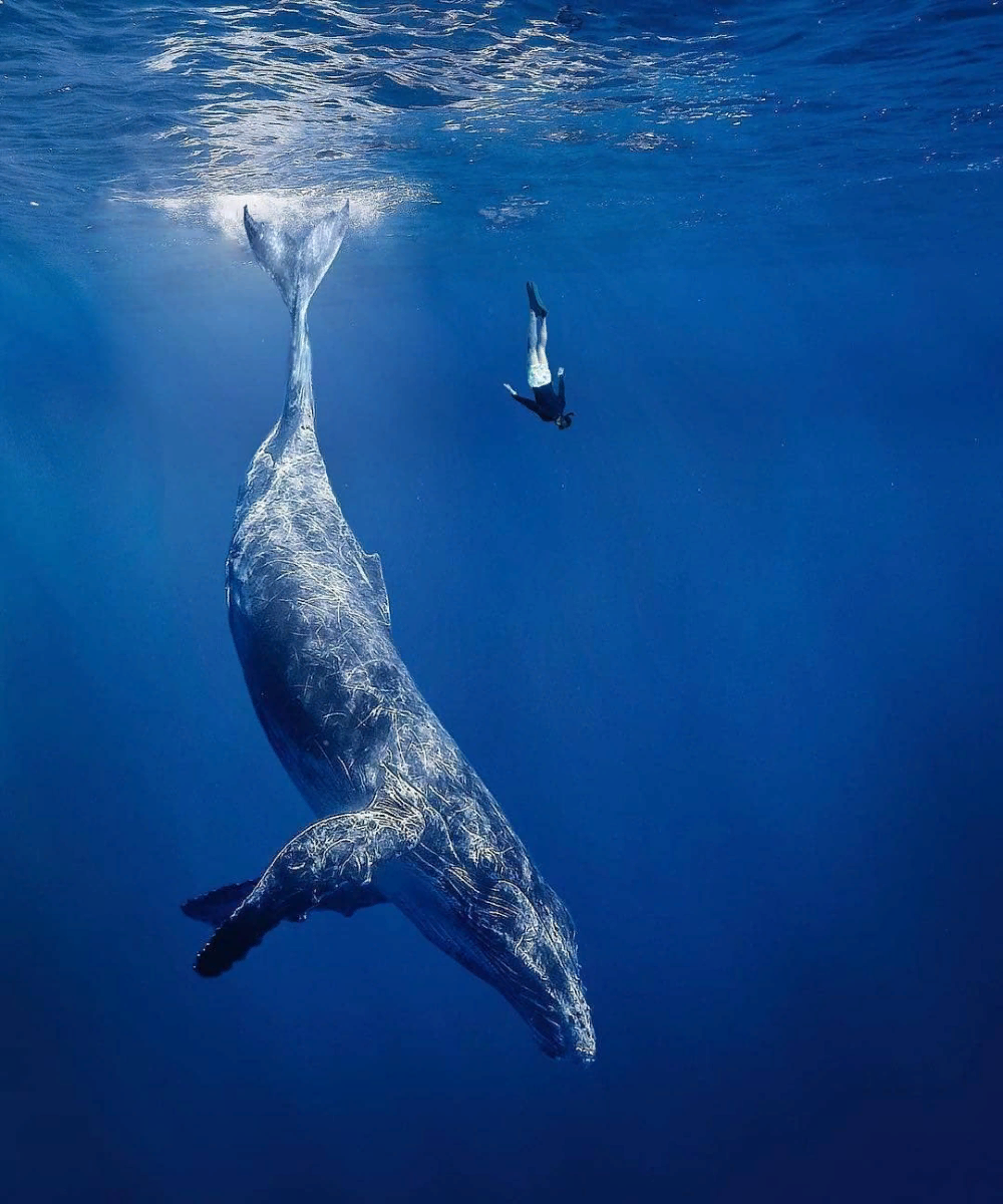 1. Синий кит Эти гиганты обитают в водах Мирового океана, они являются самыми крупными животными на планете. Длина синего кита может достигать 30 метров, а весить они могут более 200 тонн.