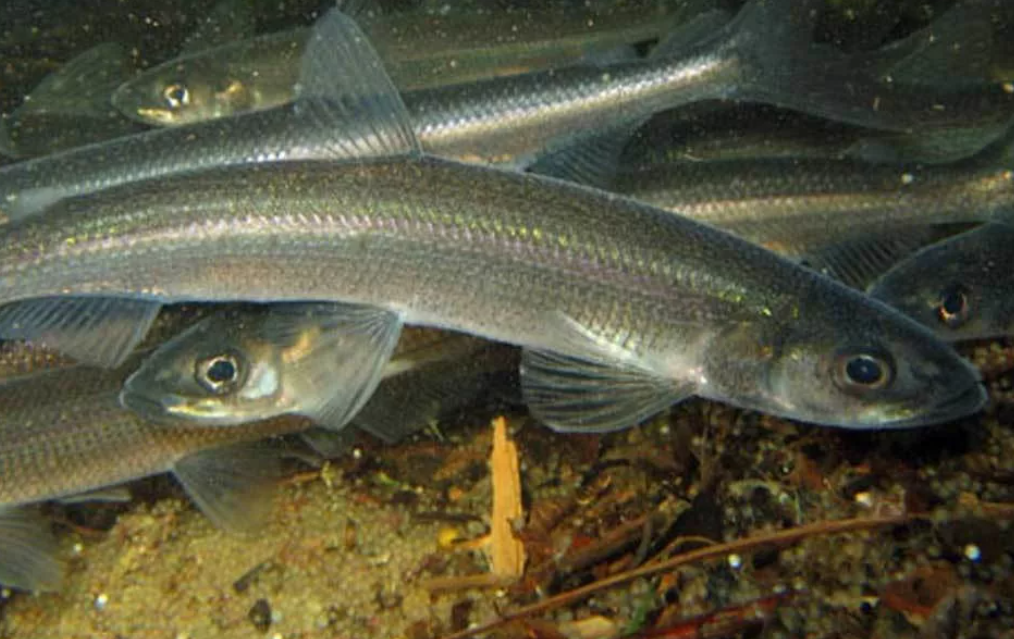 Coregonus maraena - Wikipedia