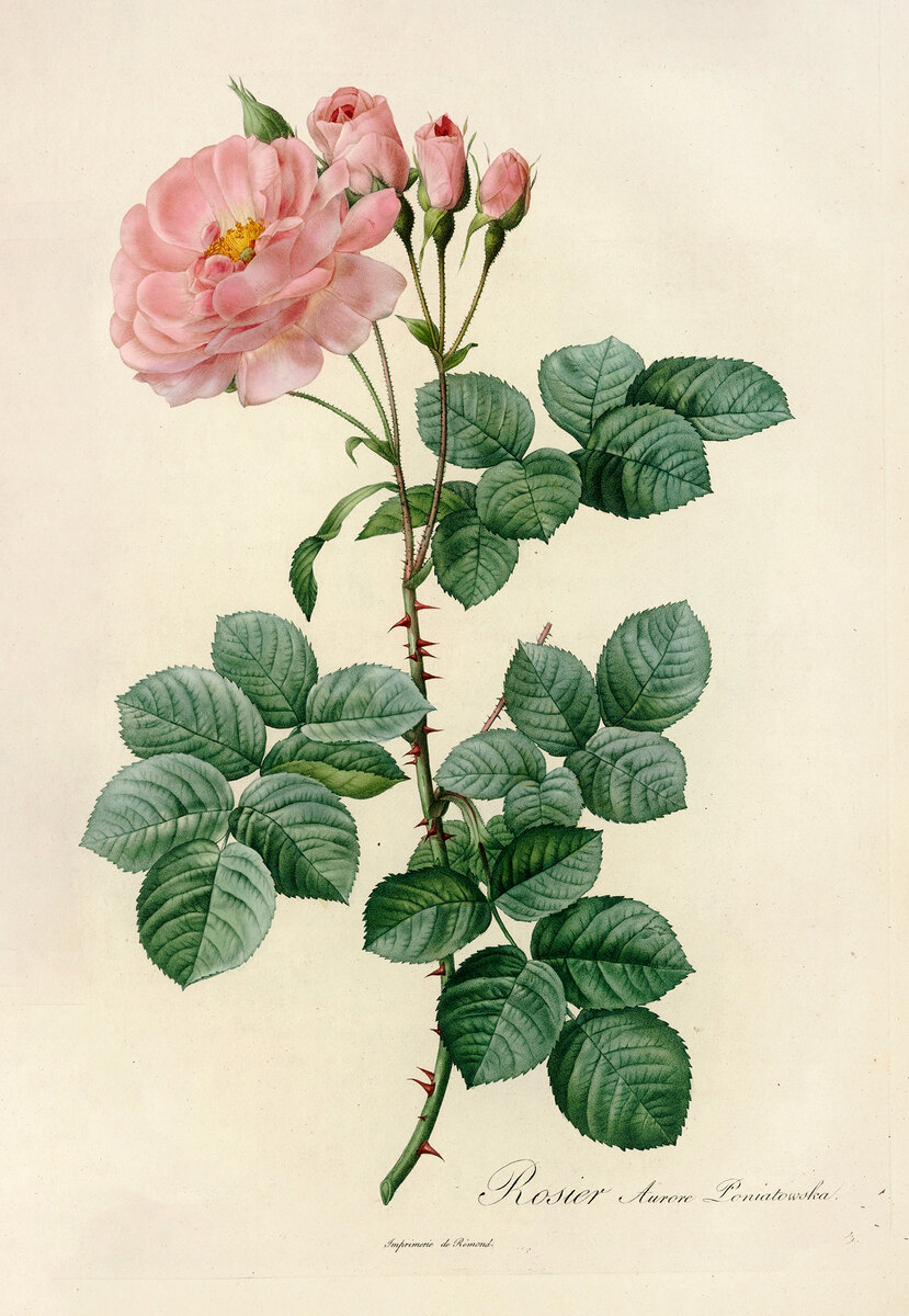 Rosa Damascena Aurora