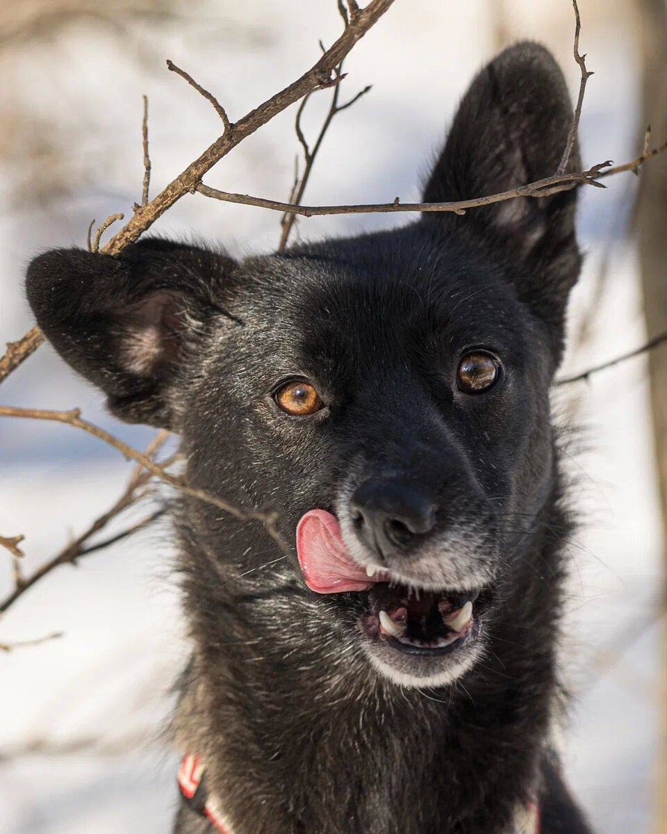 Собака