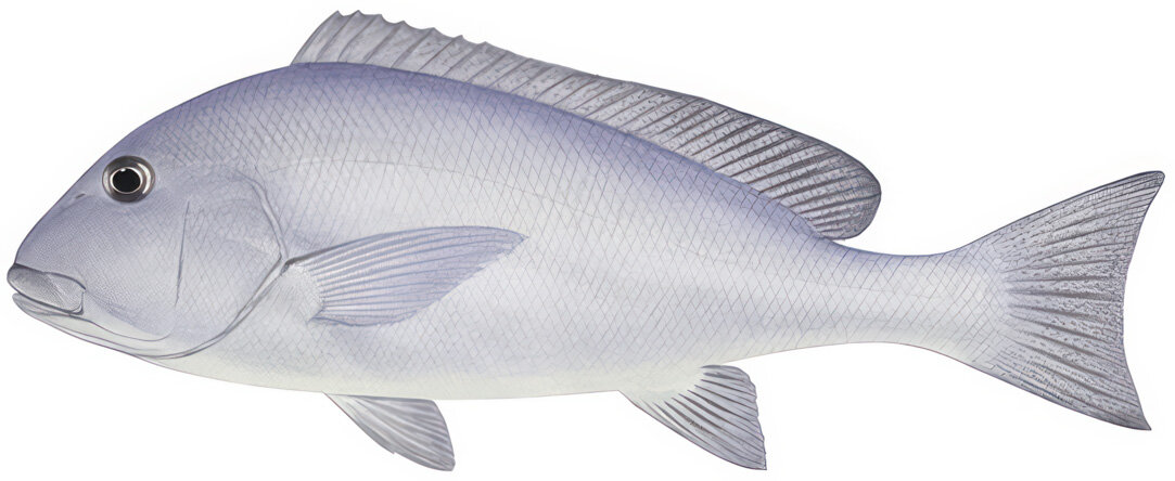 Plectorhinchus caeruleonothus