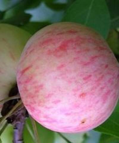 сорт яблонь грушовка московская