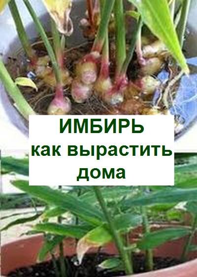 выращивание имбиря дома