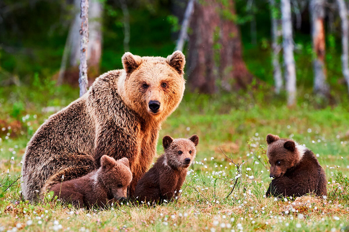    Фото: ArCaLu / Shutterstock.com