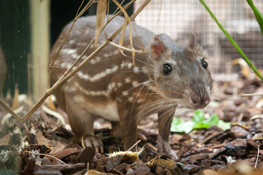 Сумчатые млекопитающие коала. Полу-зебра, полу-пони/лошадь/осёл. Тигр и пандочка. Порода лошади зеброид. Совмещение животных.