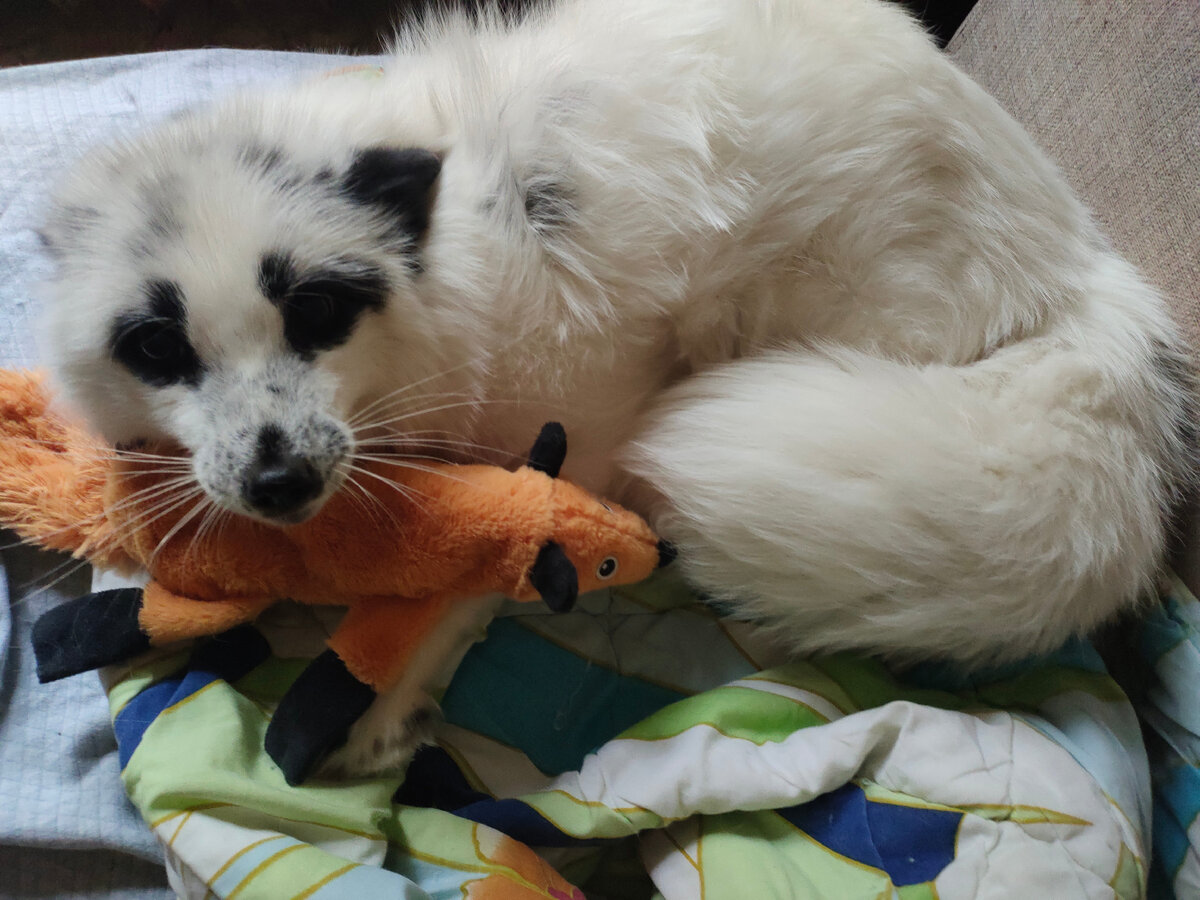 уши прижаты, усы растопырены - готов укусить 