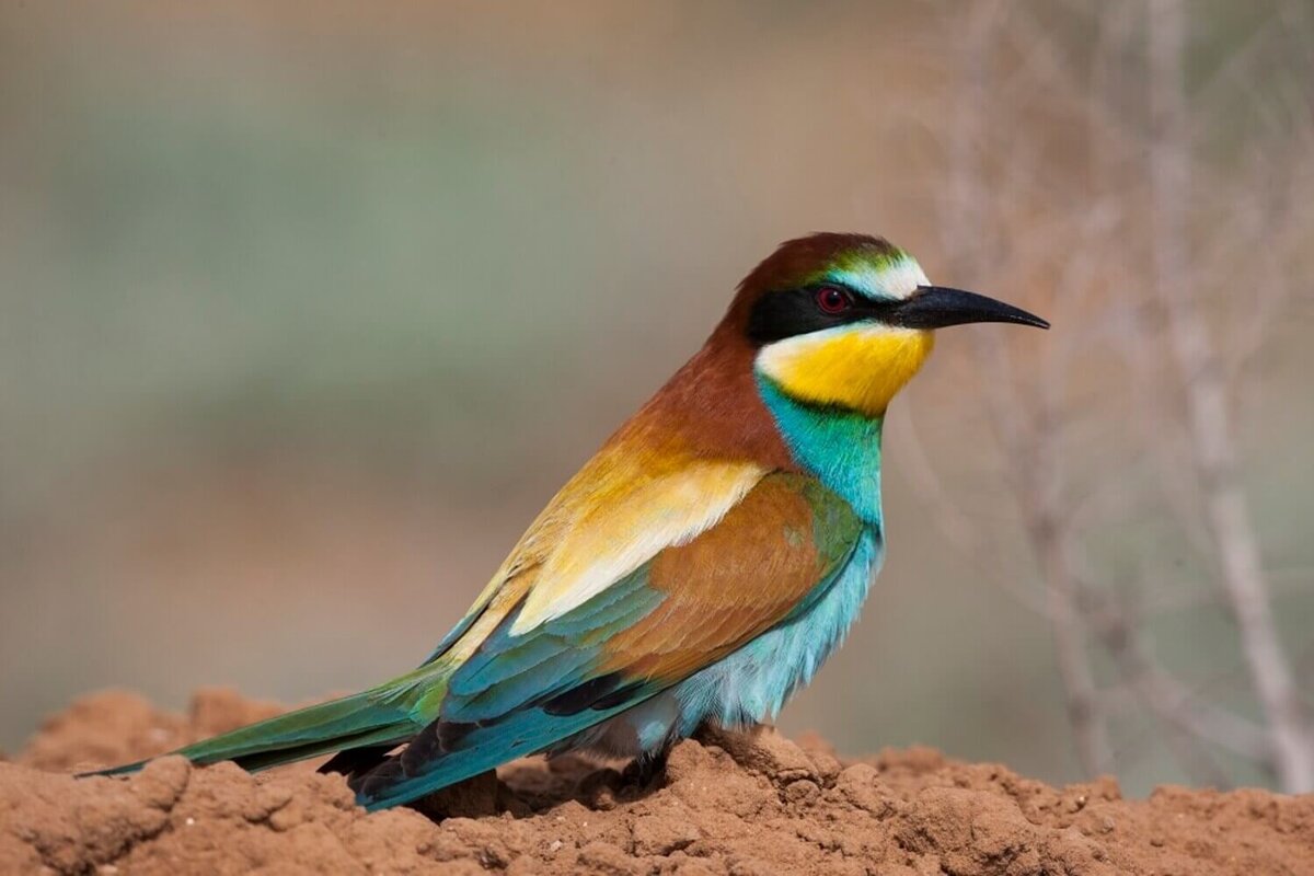 Фото с сайта https://astrakhanzapoved.ru/