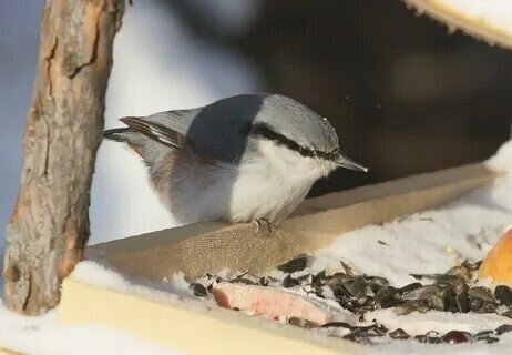 Фото с сайта www.sibirds.ru