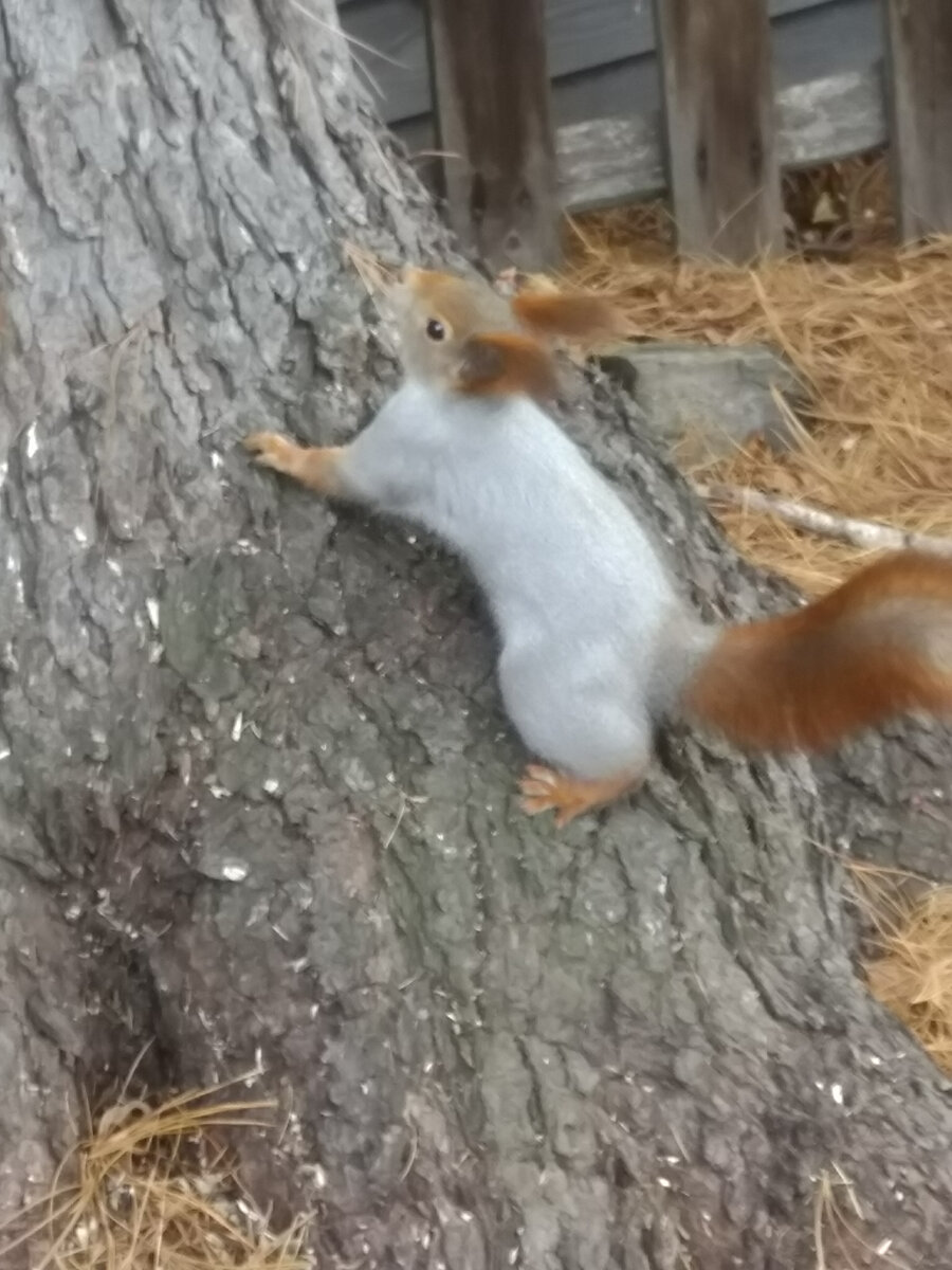 Фото автора. "Моя" дачная белка