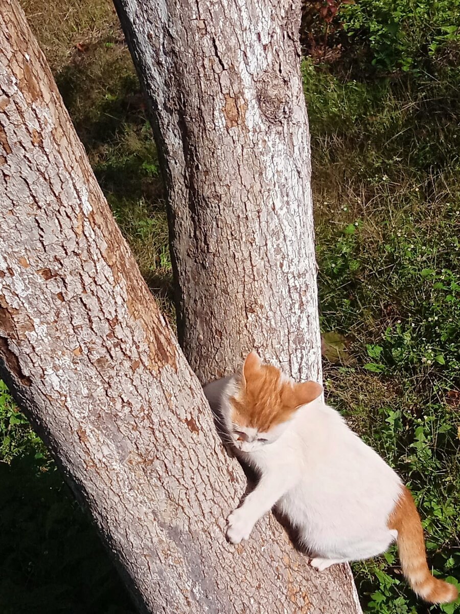 Фото автору. У белки есть двойник)