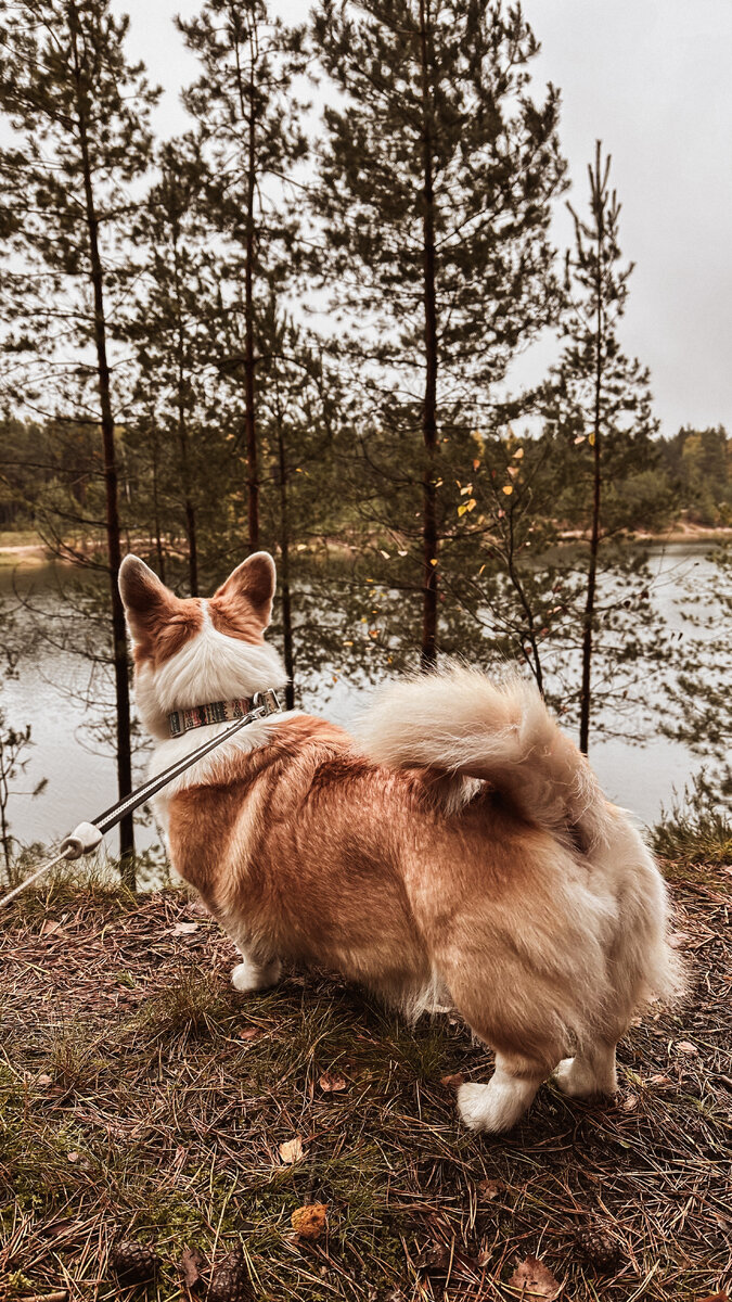 Хвост, к счастью, зарос