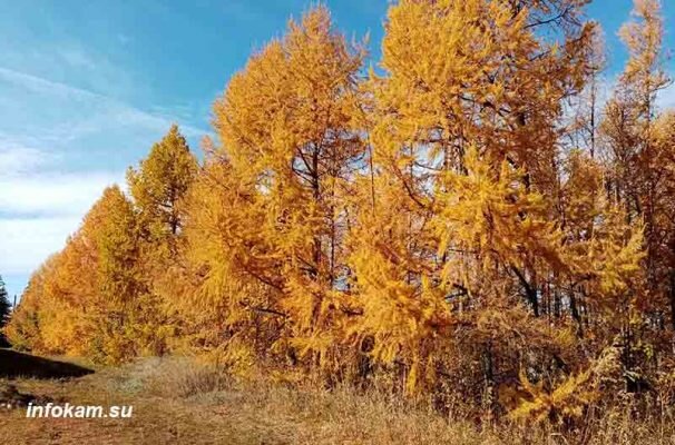    Посадки лиственница в камышинском лесопитомнике ВНИАЛМИ