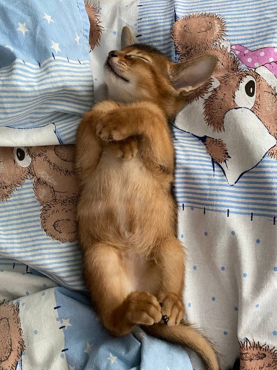 Харди быстро адаптировался на диване 😂