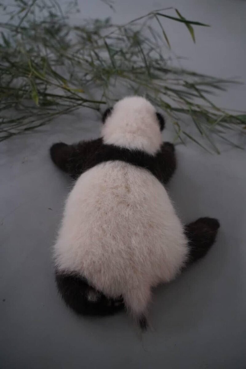 Малышка панда новости. Новорожденные панды. Малышка Панда. Панды рождаются с хвостом. Малышка Панда младенец.