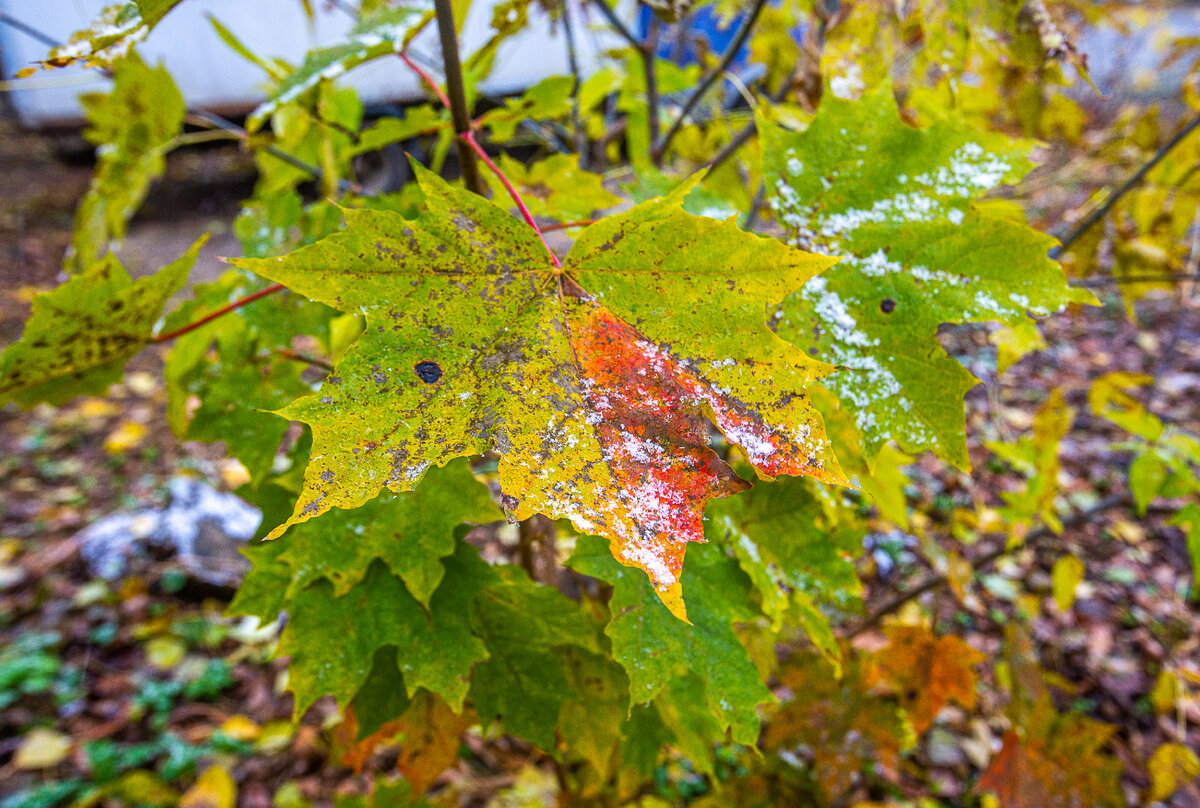 Первый снег в Подмосковье. Фото автора статьи 