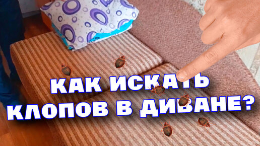 Показываем, как обнаружить клопов в диване, если они кусают, но найти ...