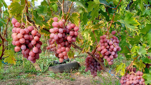 Выбор места посадки винограда