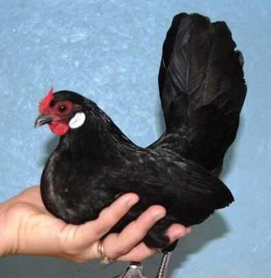 Карликовая порода кур Бентам