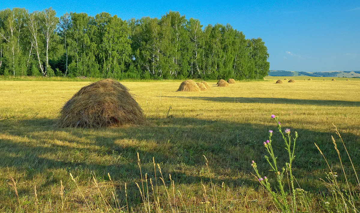 Сенокос деревня природа