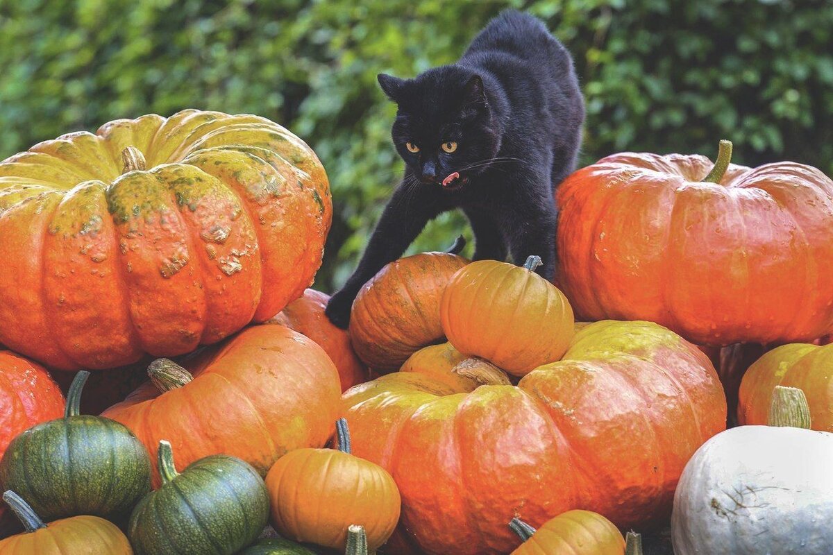 Тыква в рационе кошек: польза и рекомендации по использованию