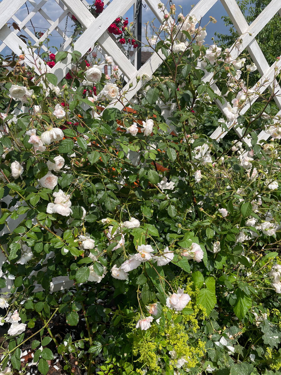 «The Albrighton Rambler», Девид Остин.