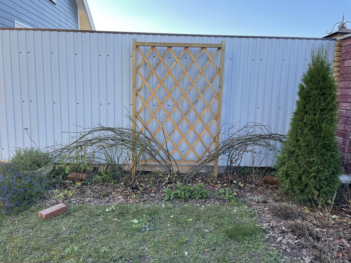 Подготовка плетистых роз к укрытию.