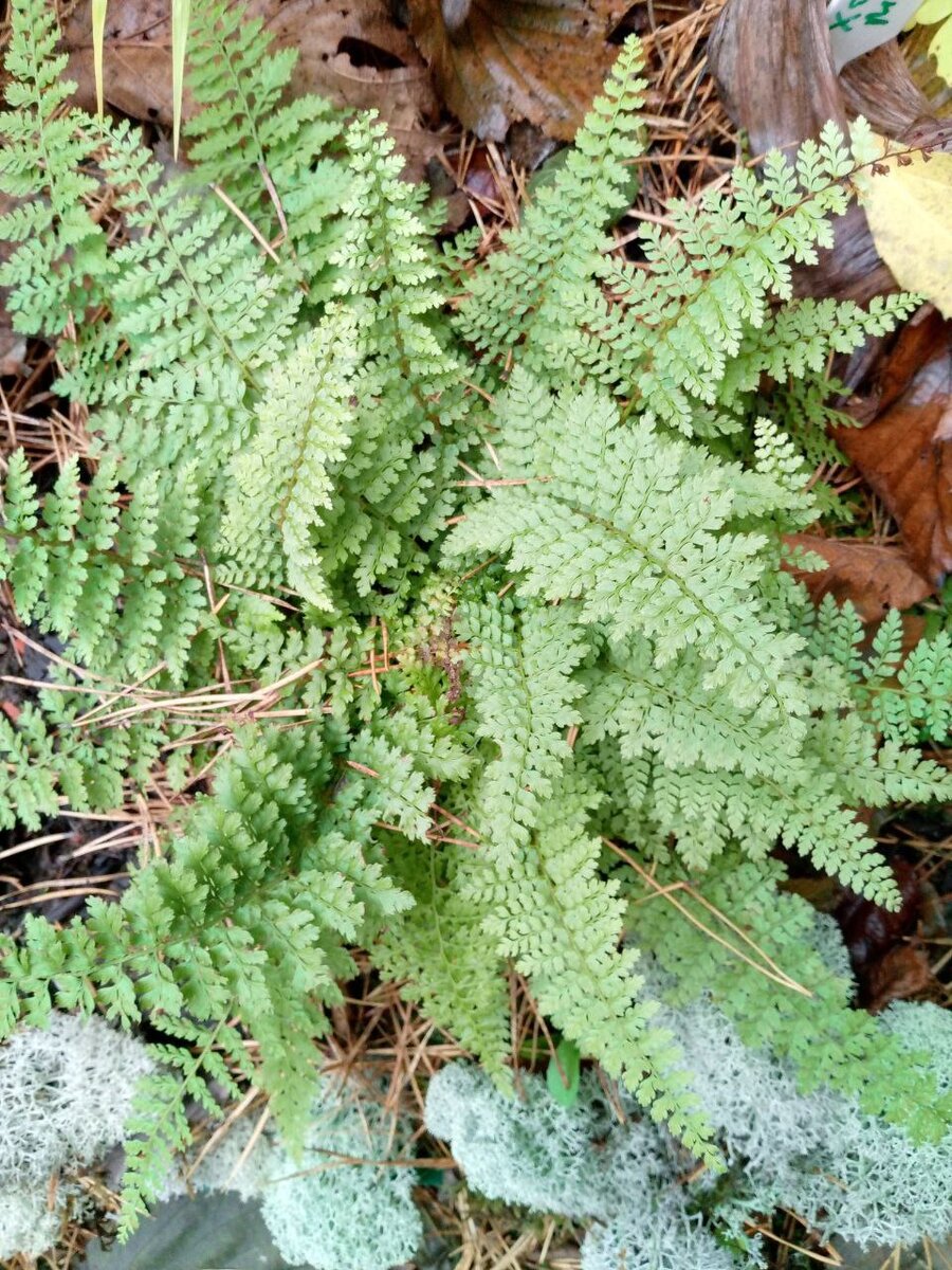Polystichum setiferum Plumosum 